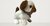 Cute Little Puppy schattig speelgoed Bichon frisé hondje blaft en loopt 19CM
